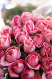 Fototapeta Tulipany - Pink roses