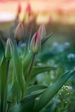Fototapeta Tulipany - Tulip. Flower background. Flowers photo concept. Holidays photo concept.