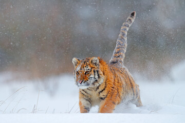 Wall Mural - wildlife russia. tiger, cold winter in taiga, russia. snow flakes with wild amur cat. tiger snow run