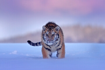 Wall Mural - wildlife russia. tiger, cold winter in taiga, russia. snow flakes with wild amur cat. tiger snow run