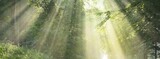 Fototapeta Sypialnia - Pathway in a majestic green deciduous forest. Natural tunnel. Mighty tree silhouettes. Fog, sunbeams, soft sunlight. Atmospheric dreamlike summer landscape. Pure nature, ecology, fantasy, fairytale