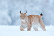 Snow nature. Lynx face walk. Winter wildlife in Europe. Lynx in the snow, snowy forest in February. Wildlife scene from nature, Slovakia. Winter wildlife in Europe.