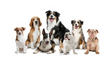 Fototapeta Zwierzęta - Art collage made of funny dogs different breeds posing isolated over white studio background.