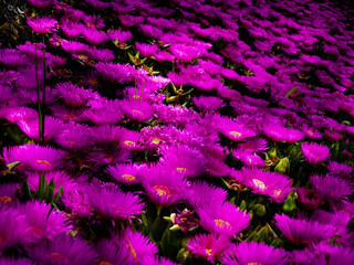 Wall Mural - fiori di color rosa