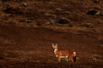 Canvas Print - Ethiopian wolf, Canis simensis, in the nature. Bale Mountains NP, in Ethiopia. Rare endemic animal from east Africa. Wildlife nature from Ethiopia. Orange jackal fox, sunny day. Ethiopian wolf.