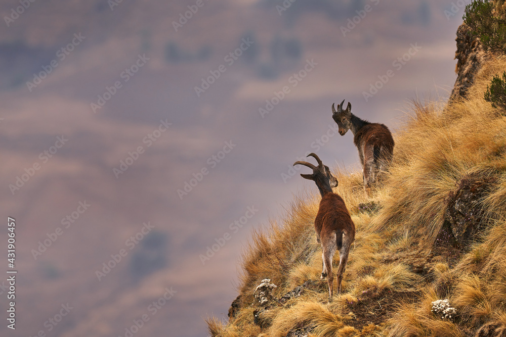 Walia ibex, Capra walie, rare endemic mountain animal in the nature habitat, Siminen Mountains NP, Ethiopia in Africa. Ibex are members of the goat famil - obrazy, fototapety, plakaty 