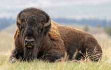 Photo Of An American Bison On The Plains Of Montana