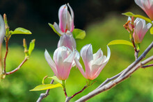Yulan Magnolia Flowers On The Green Background. Magnolia Blooms. Tulip Tree. Magnolia Denudata Close-up, Spring Background. Space For Text