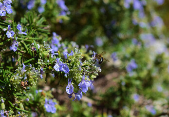 Wall Mural - Closeup shot of a bee sitting on blooming Rosemary flowers and collecting pollen in Malta