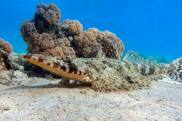 Crocodilefish (Papilloculiceps longiceps) - Red sea