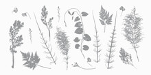 Natural Wildflowers And Herbs Prints. Grass Leaf Silhouettes. Stamp Leaves Vector Set. Textured Summer Meadow Plants Imprint For Floral Design.