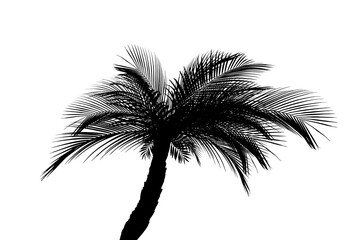 Silhouette of beautiful palm tree on white background