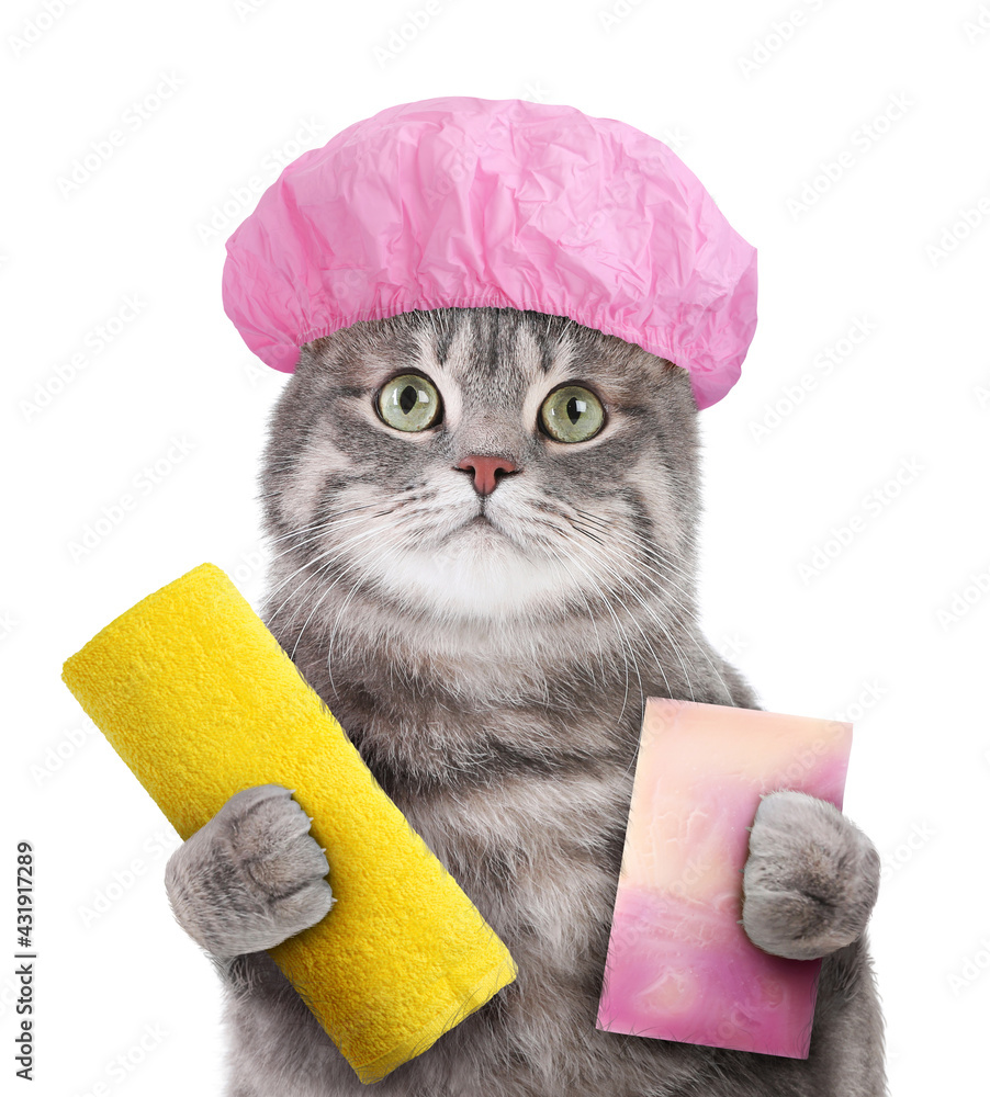 Cute funny cat with shower cap and different accessories for bathing on  white background Stock Photo