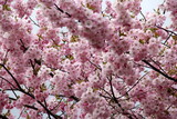 Fototapeta Kwiaty - pink cherry blossom sakura flower blooming close-up of   in Riga, Latvia. Pink flowers of sakura