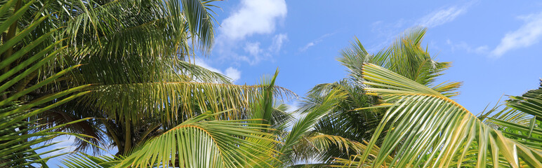 Wall Mural - green palm trees on a tropical island in the Indian Ocean