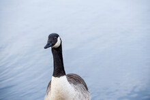 Canada Goose Stands By A Lake With Calm Water