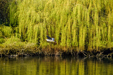 Wall Mural - Grey Heron or Ardea Cinerea in flight over a lake and building a nest