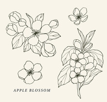 Hand Drawn Apple Blossom Collection