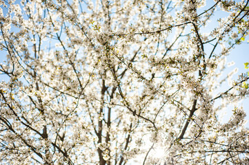 Wall Mural - White blossom of apple blossoms on a sunny day on a background of blue sky. Background, banner