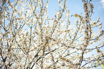 Wall Mural - White blossom of apple blossoms on a sunny day on a background of blue sky. Background, banner