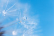 © Francesco - Dandelion seeds with dew drops are a perfect decoration for a stylish interior