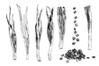 Vector set of isolated elements of young green onions whole feathers and trimmed and a bunch of slices drawn by hand in sketch style with a black line on a white background for a green packaging desig