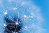 Fototapeta Dmuchawce - Dandelion seeds with dew drops are a perfect decoration for a stylish interior