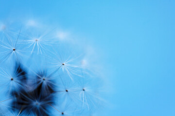 Sticker - Dandelion seeds with dew drops are a perfect decoration for a stylish interior