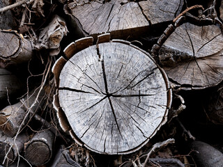 Wall Mural - Une matière de bois de chêne coupé en forêt