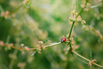 Sticker - Spring Nature background. Green grass with ladybug. Beautiful nature background with morning fresh grass and ladybug.