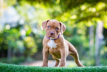 Cute Small Puppy Pitbull Mixed Breed Dog Flat Brown White Polka Dot Beautiful Green Lawn Looks Very Funny And Cute. He Has A Habit Of Loving His Owner. Mixed Breed Dog House