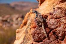 Lizard On A Stone