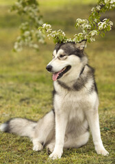  Alaskan malamute dog standing on grass at springtime meadow