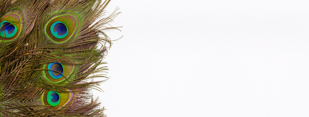 Peacock feathers on a white background,Beautiful exotic peacock feathers on white background