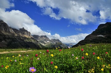 A colorful wild flowers valley Logan Pass, Montana. Going to the Sun roads' west glacier Logan Pass, Reynolds Mountain, and Clements Mountain tower over fields of wildflowers that carpet the ground. 