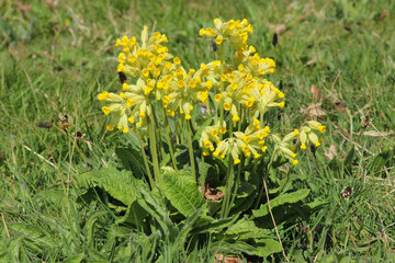 Wall Mural - A yellow Cowlip (Primula veris) growing in a field in the spring sunshine, UK