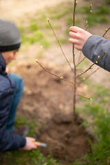 Young man planting young tree in backyard in spring