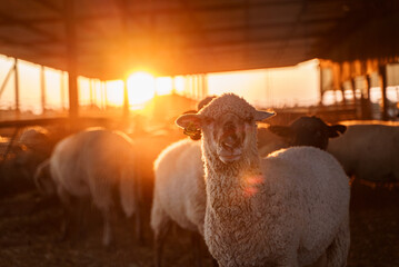 A sheep in a barn looking at the camera at sunset