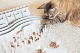 Fototapeta Koty - Close-up, playful cat is touching and punching kibble food with paw. Entertaining, mental challenge game for kitty, can be used for daily feeding with dry food and snacks. Slow feeder toy. 