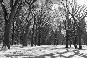 Wall Mural - Black and White Snow Covered Central Park Landscape with Trees on a Sunny Winter Day in New York City