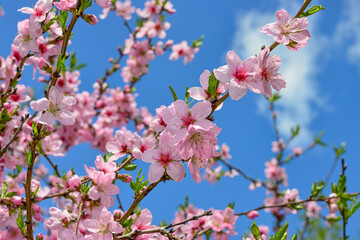 Wall Mural - fresh spring background - soft blossom of peach tree