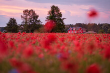 Beautiful Summer Day. Red Poppy Field In Countryside.