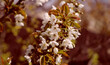 wiosenna gałązka drzewa owocowego z białymi kwiatami