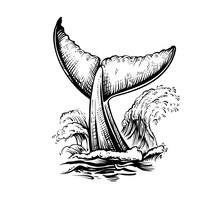 Whale Tail With Water Waves, Vector Black And White Illustration.