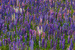 © Martin R√ºgner/Westend61 - Pink and purple lupines (Lupinus polyphyllus) blooming in springtime meadow