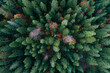 © Martin R√ºgner/Westend61 - Drone view of green coniferous forest in autumn