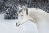 Fototapeta Konie - white horse in snow