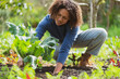© steve brookland/Westend61 - Smiling woman picking organic cauliflower in permaculture garden