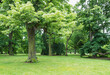 © Gaby Wojciech/Westend61 - Germany, Saxony, Leipzig, Oak trees growing in Palmengarten park