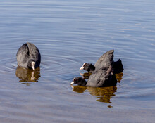 Group Of Coots Swimming On Lake Pickmere, Pickmere, Knutsford, Cheshire, Uk